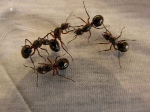 Ants in Perth WA
