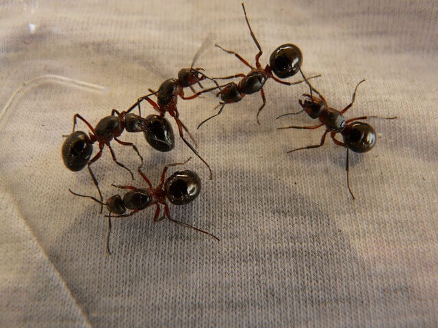 Ants in Perth WA