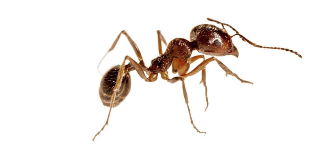 Who Can Get Rid Of Ants in Perth WA