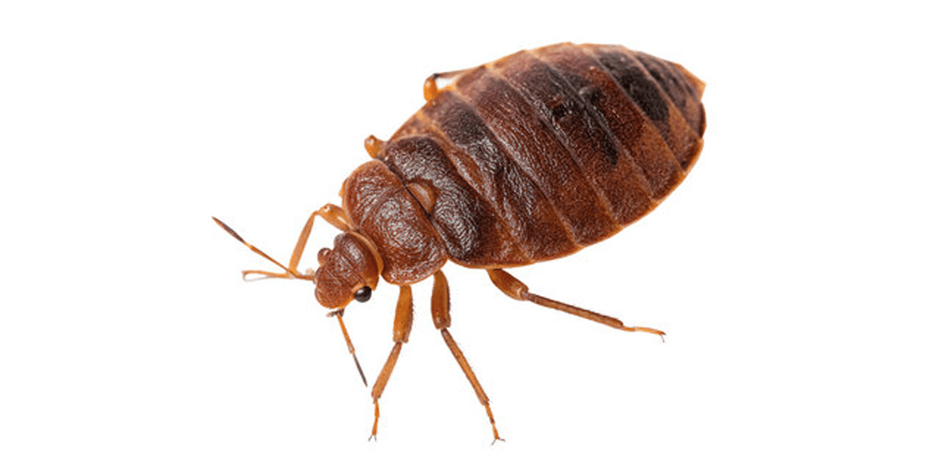 bed-bug