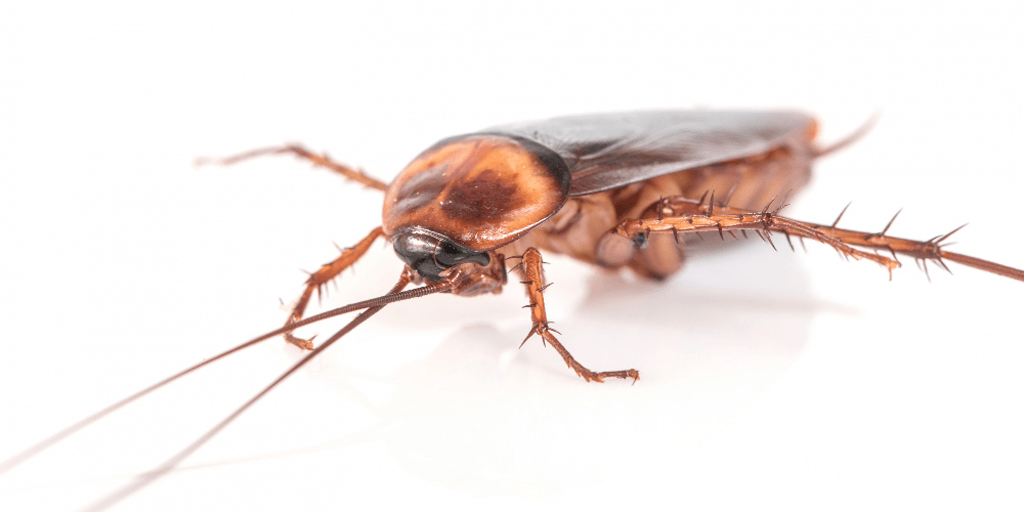 cockroaches