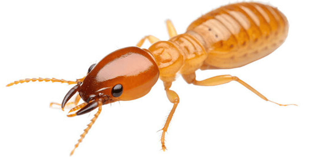 termite